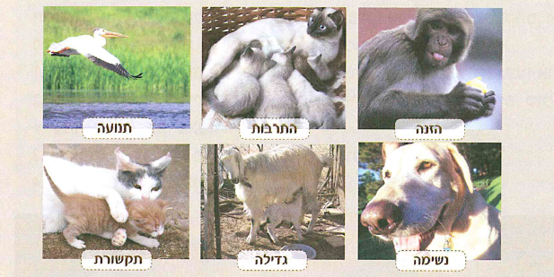 (בספר 6 תמונות, היעזר במנחה)